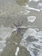 Coscinasterias muricata