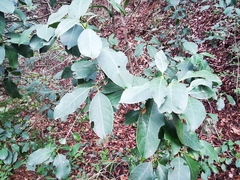 Chiococca pachyphylla