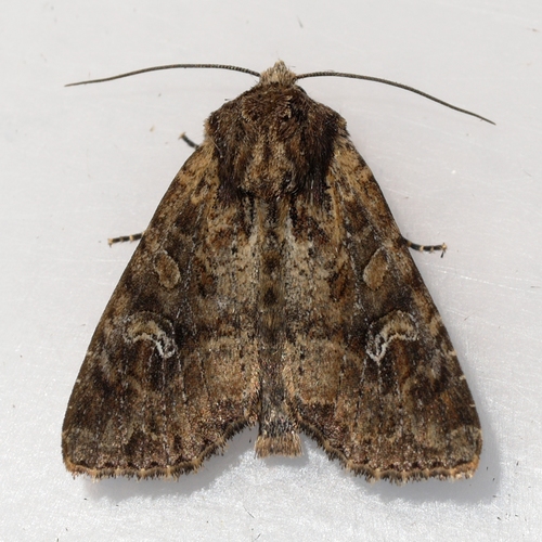 Small Clouded Brindle and Allies photo 5