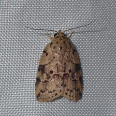 Giaura multipunctata