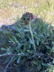 Eriogonum heracleoides leucophaeum