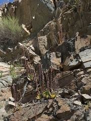 Dudleya arizonica
