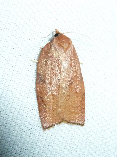 Western Avocado Leafroller Moth photo 5