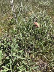 Eriogonum heracleoides leucophaeum