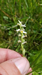 Spiranthes lucida