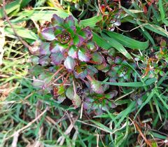 Ludwigia sedoides