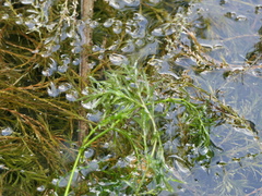 Najas guadalupensis