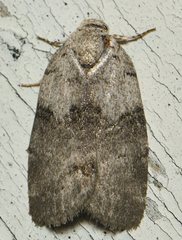 Polygrammate cadburyi