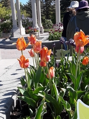 Tulipa gesneriana