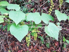 Vitis berlandieri