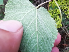 Vitis berlandieri