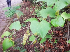 Vitis berlandieri