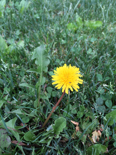 photo of Common Dandelion (Taraxacum officinale)