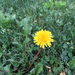 photo of Common Dandelion (Taraxacum officinale)