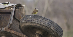 Pitangus sulphuratus
