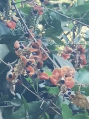 Rhynchosia precatoria