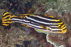 Indian Ocean Oriental Sweetlips photo 5