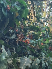 Rhynchosia precatoria