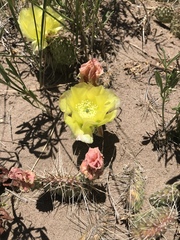 Opuntia polyacantha juniperina