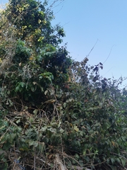 Rhynchosia precatoria