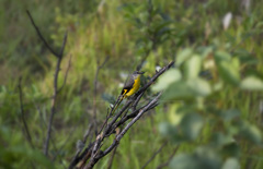 Pericrocotus ethologus