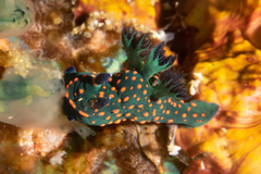 Nembrotha