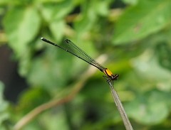 Prodasineura croconota