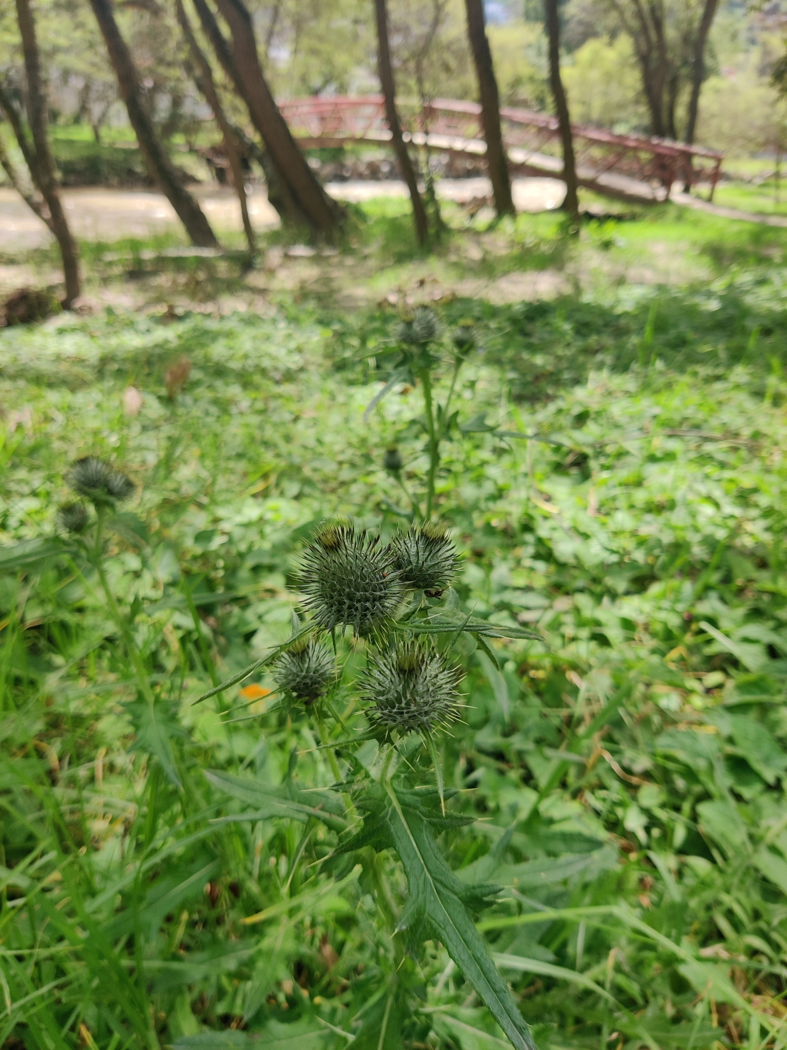 Cirsium vulgare image