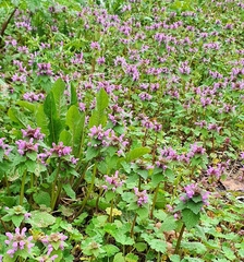 Lamium purpureum