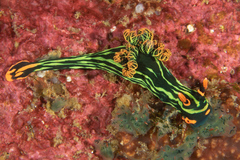 Nembrotha kubaryana