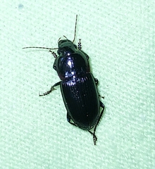Anisodactylini