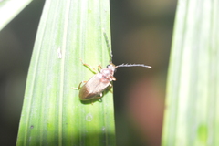 Ptilodactylidae