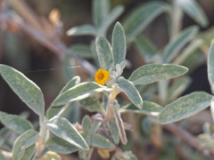 Buddleja mendozensis