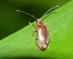 Ptilodactylidae
