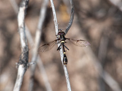 Eosalpingogaster