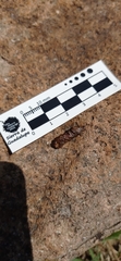 Bassariscus