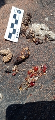 Bassariscus