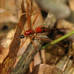 Tanyptera dorsalis