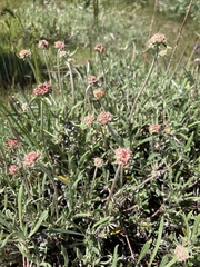 Eriogonum heracleoides leucophaeum