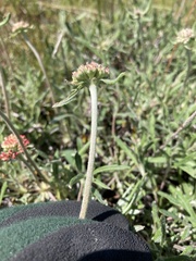 Eriogonum heracleoides leucophaeum