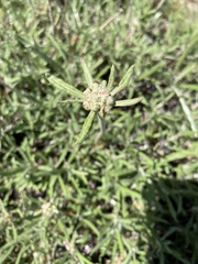 Eriogonum heracleoides leucophaeum