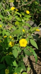 Oxalis frutescens