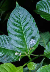 Palicourea domingensis