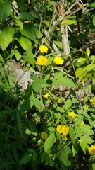 Oxalis frutescens
