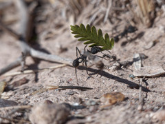 Acromyrmex lobicornis