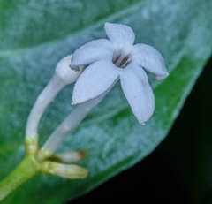 Palicourea domingensis