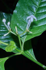 Palicourea domingensis