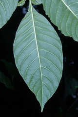 Palicourea domingensis