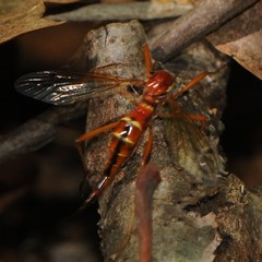 Tanyptera dorsalis