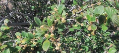 Cercocarpus betuloides betuloides